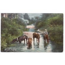 HORSES DRINKING, unused antique postcard by Hartmann c. 1910 =