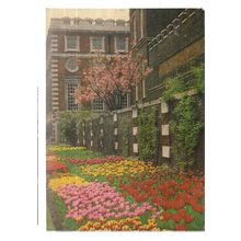 TULIPS BY THE BROAD WALK, HAMPTON COURT PALACE, LONDON unused postcard =