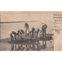 Crocodile Slaughter Killing Antique Postcard