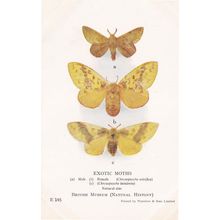 Chrysopsyche Mirifica Iutulenta Lasiocampidae African Exotic Moths Postcard