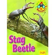 Wildlife Watchers: Stag Beetle