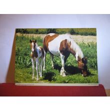 MARE WITH HER FOAL, HORSES unused postcard by John Hindes =