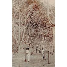 Boksburg South Africa Fashion Trees Amazing Real Photo Old Postcard