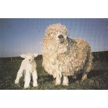 Greyface Dartmoor Ewe Lamb at Druffield Farm Yorkshire Postcard