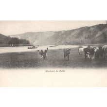 Waulsort Le Colibi Old Belgium Cattle Farming Postcard
