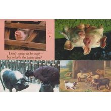 4x Pig Farm Farming incl Guiness Book Of Records Message Postcard s