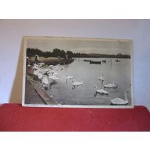 SWANS, THE PARK, POOLE, Dorset. unused vintage postcard =