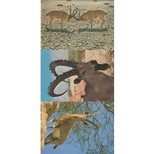 Israel Horned Nubian Ibex Animal 3x Postcard s