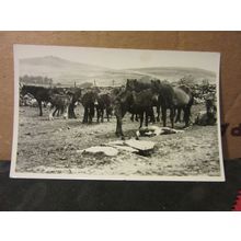 DARTMOOR PONIES, DEVON. used vintage postcard RP by Charman 1954 pm..