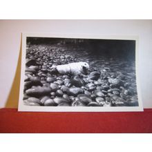 YOUNG SEAL, ST. DAVID'S, WALES unused postcard RP by W M Mendus , chemist =