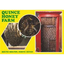 Quince Honey Farm Devon Beekeeping Bees South Molton Advertising Postcard