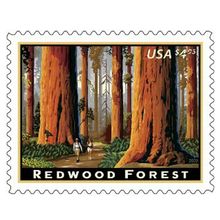 Redwood Forest Issue 2009 $4.95 Priority Mail Single Stamp Scott 4378