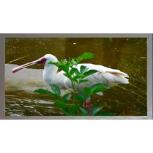 White Spoonbill Wading in a Pond A3 Chrome