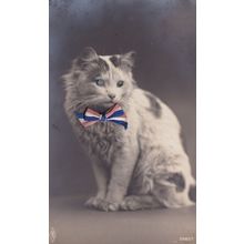 Cat With Real Bow Silk Tie Antique Postcard