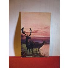'STILL EVENTIDE', STAG & HIND unused antique postcard animals =
