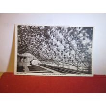 THE GREAT VINE, HAMPTON COURT GARDENS, LONDON unused vintage postcard =