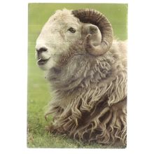 HERDWICK SHEEP large used vintage postcard 1989 postmark =