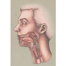Cross Section Of The Mouth Swallowing Morbid Shock Postcard