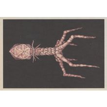 A Complex Virus Virology Human Disease Science Postcard