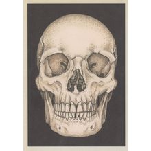 Adult Glaring Skull Morbid Horror Skeleton Postcard