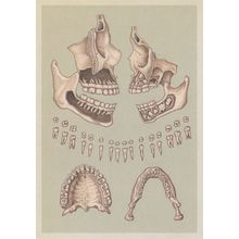 Adult Skull Cross Section Teeth Lower Upper Jaw Morbid Postcard