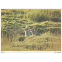 Bedfordshire Cute Watership Down Type Rabbits Postcard