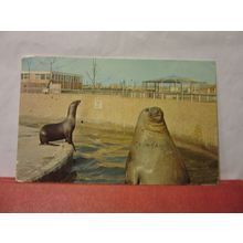 enclosed SEALS, in zoo? WALES. used vintage postcard 1969 pm Swansea pm /