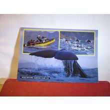 WHALE SPOTTING, KAIKOURA COAST, NEW ZEALAND used postcard 1995 pm =