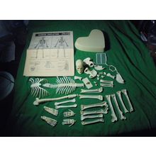 REVELL HUMAN SKELETON MODEL KIT! 1 foot tall! Loose & Mint! 1977! $35.00 Shipped