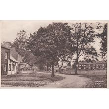 ED 164 TEMPLE SOWERBY. PRINTED POSTCARD
