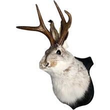 HSOSK Jackalope Mount, Jackalope Taxidermy, Deer Head Wall Mount, Resin Deer Hea