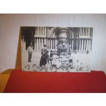PICCIONI, VENEZIA, VENICE, ITALY unused antique postcard. =