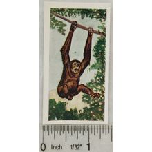 Neilson's Interesting Animals card No. 10 Chimpanzee