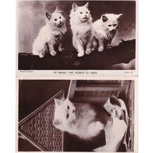 Up Above The World So High White Cat 2x RPC Postcard s