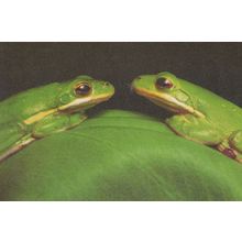 Luisiana Green Tree Frogs in Atchalfaya Swamp USA Frog Postcard