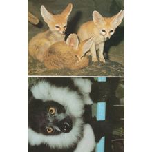 Black Yellow Eyes Lemur Vari Varecia Variegata Soviet 2x Postcard