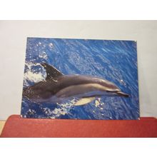 COMMON DOLPHIN unused postcard by I. F. A. W. sea mammels animals =