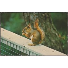 Red Squirrel at Williamsport, Pennsylvania, 1974 - Vannucci Postcard