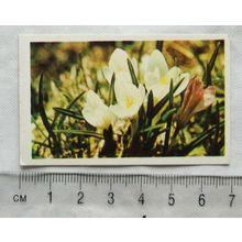 1972 Truecards Flowers No. 11 Crocus