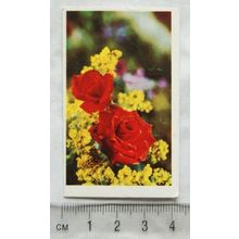 1972 Truecards Flowers No. 20 Rose (Rosa)