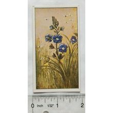 Vintage: Dutch card Jac. P. Thijsse, Lente No. 91 Eereprijs