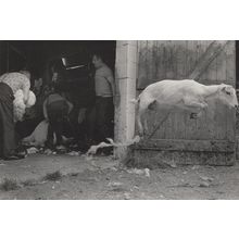 Welsh Sheep Shearing Lamb Leaping Award Farming Photo Postcard