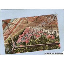 CT Cromwell Mum House Piersons Greenhouses ct_box1~377