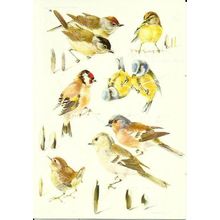 Art MILDRED ELDRIDGE Garden Birds Postcard (Medici 1713)
