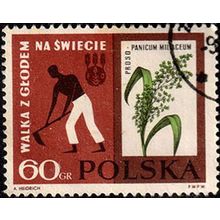Poland 1963 Fight against Hunger 60gr Used. Stamp Flower