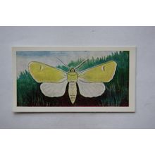1958 Swettenham tea card Butterflies & Moths No. 12 Owl Moth