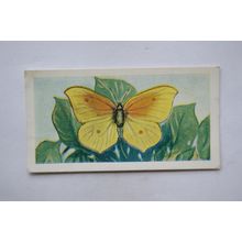 1958 Swettenham tea card Butterflies & Moths No. 11 Mediterranean Brimstone