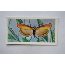 1958 Swettenham tea card Butterflies & Moths No. 8 Rosy Veneer
