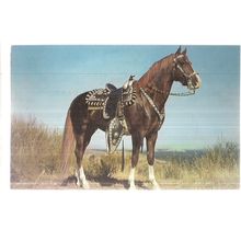 'HOSS' AMERICAN HORSE unused vintage US postcard