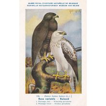 Common Buzzard Buteo Buteo War WW2 Antique Bird Postcard